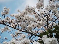 神田川沿いの桜