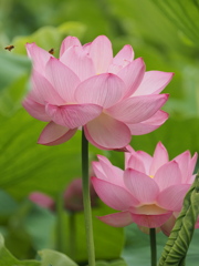 不忍池の蓮 4