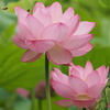 不忍池の蓮 4