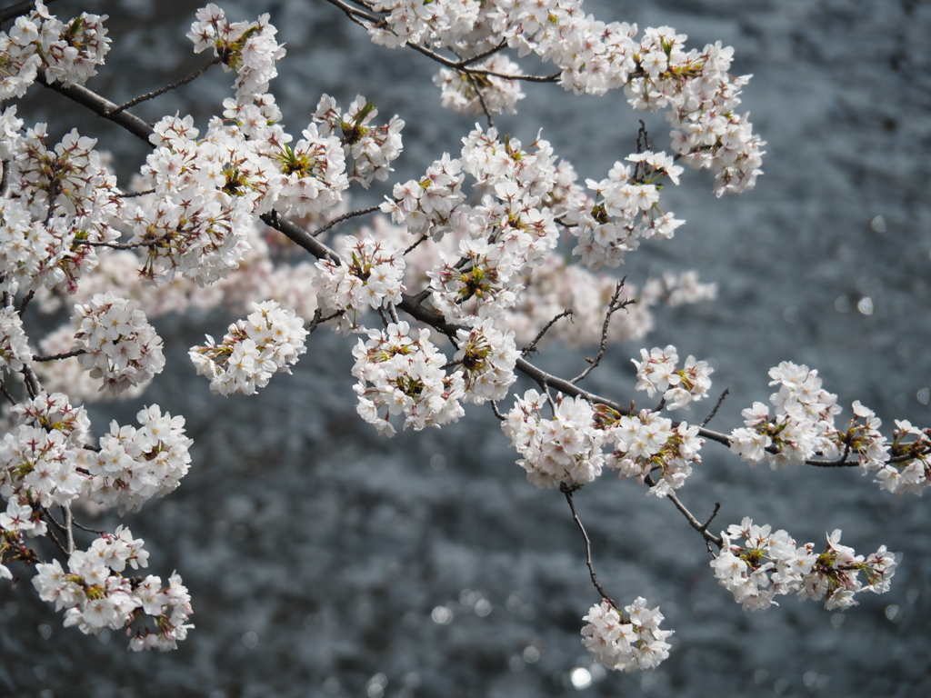 神田川の桜