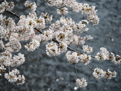 神田川の桜
