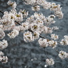 神田川の桜