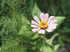 花冠