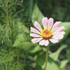 花冠