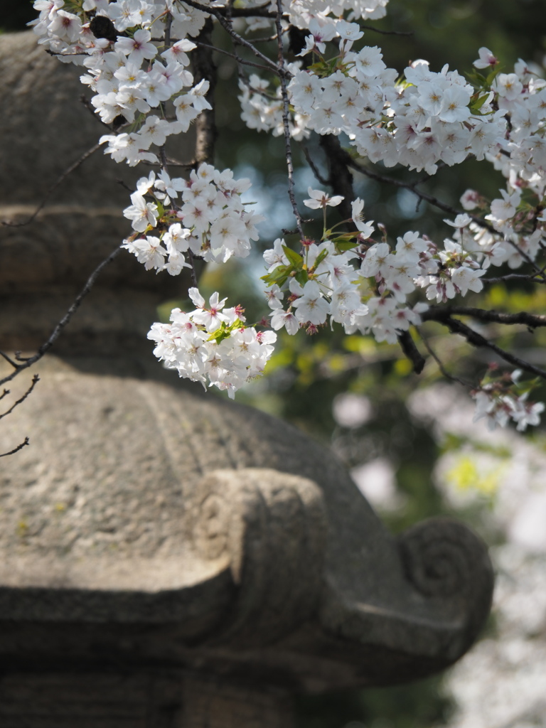 昼の靖国神社にて