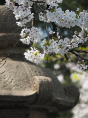 昼の靖国神社にて
