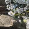 昼の靖国神社にて