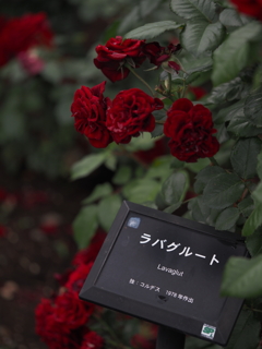 プレートと一緒に