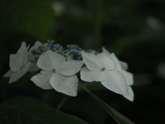白い額縁