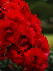 Red　ーシュタットエルトビレ