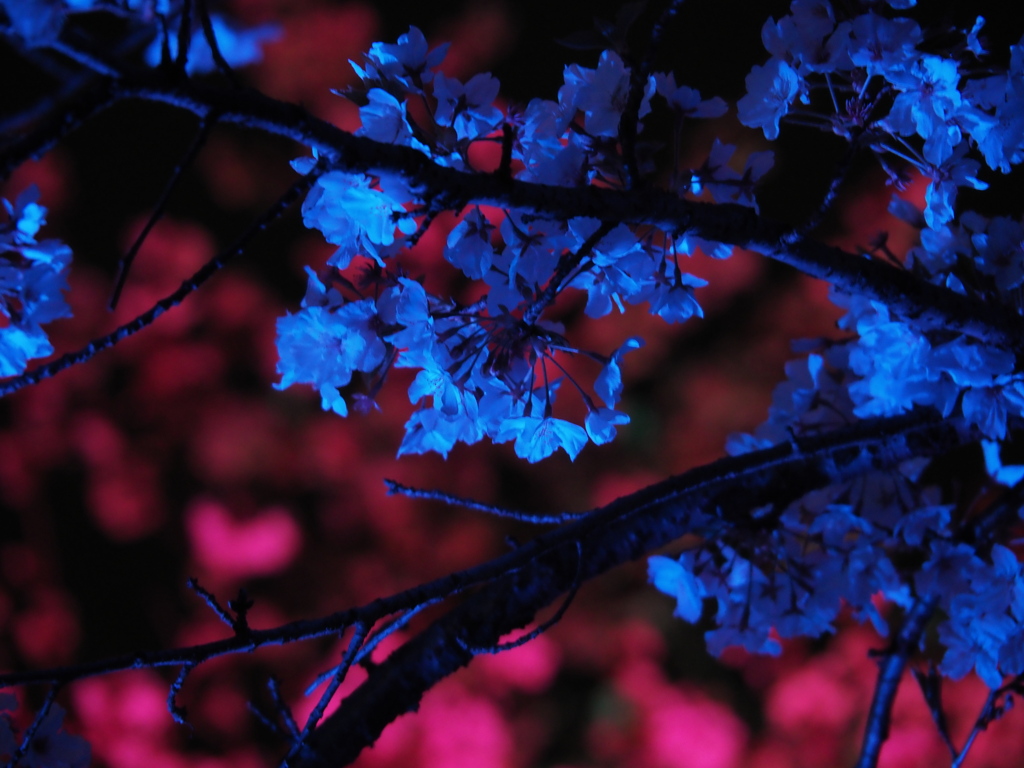 ゲーミング夜桜2