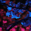 ゲーミング夜桜2
