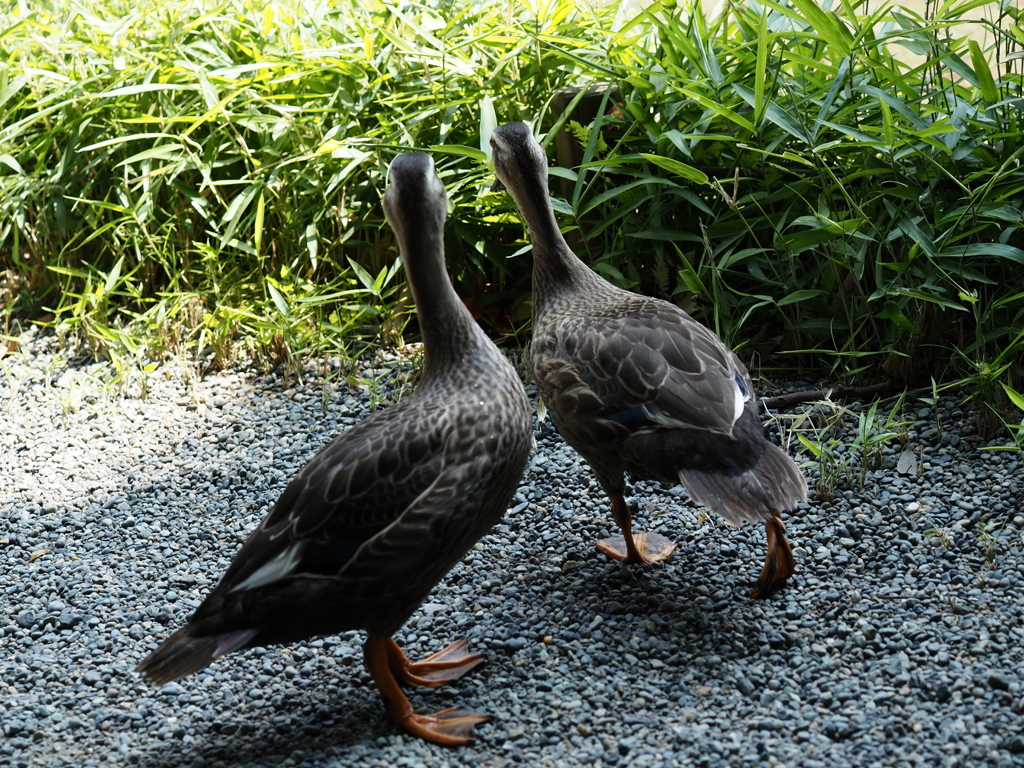 なに、何かいるの？！