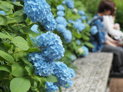 紫陽花デート