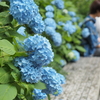 紫陽花デート
