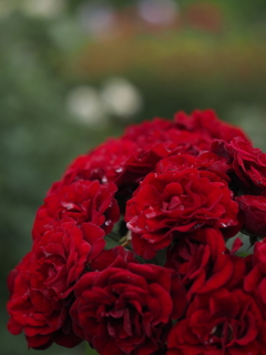 Red　ーラバグルート