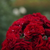 Red　ーラバグルート