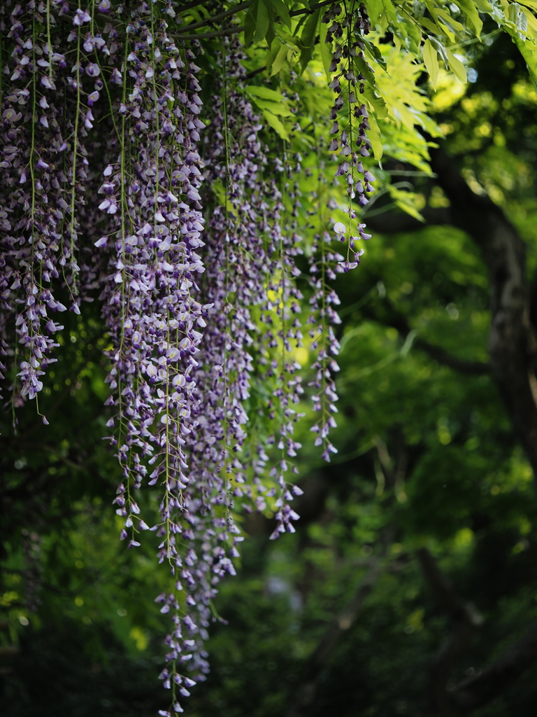 殿ヶ谷戸庭園の藤