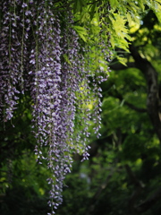 殿ヶ谷戸庭園の藤