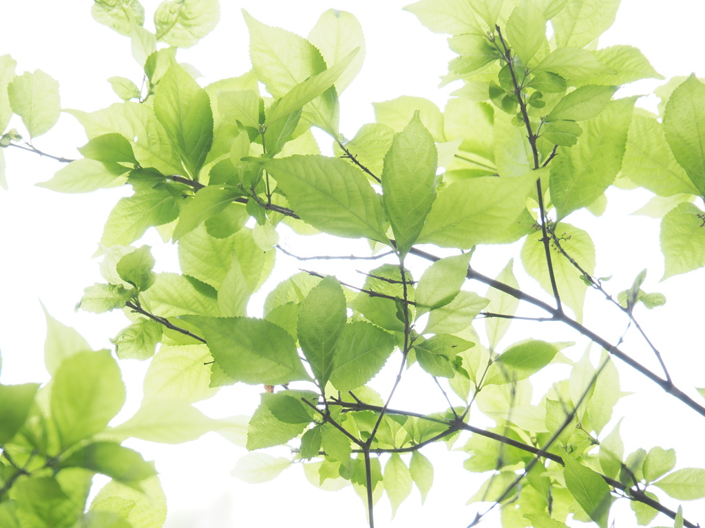 透ける緑