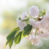 八重桜いろいろ…3/8