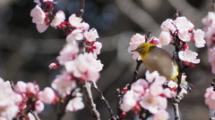 殿ヶ谷戸庭園にて
