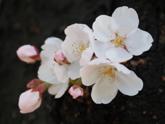 幹に直接咲いた桜