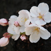 幹に直接咲いた桜