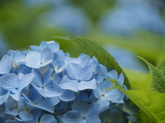 紫陽花
