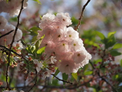 八重桜いろいろ…4/8