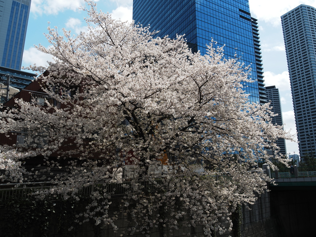 神田川沿いの桜と
