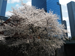 神田川沿いの桜と