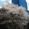 神田川沿いの桜と