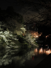 ライトアップ桜
