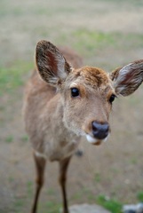 鹿さん