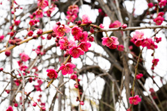 春の香り