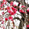 春の香り
