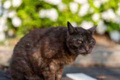 猫とツツジ