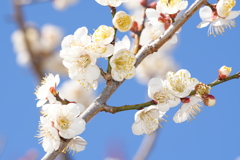 梅の花
