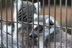 キリッとした目