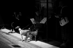 dogdog