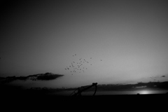 dawn