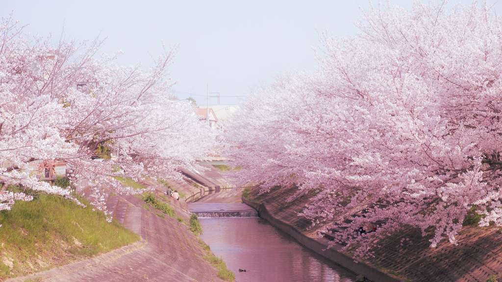 桜色