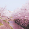 桜色