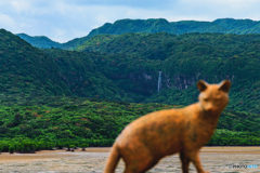 西表島　イリオモテヤマネコの銅像