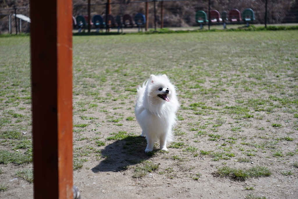 仲間を呼ぶ犬