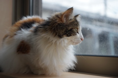 窓辺のノルウェージャンフォレストキャット