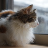 窓辺のノルウェージャンフォレストキャット