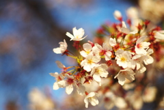 散る間際の桜
