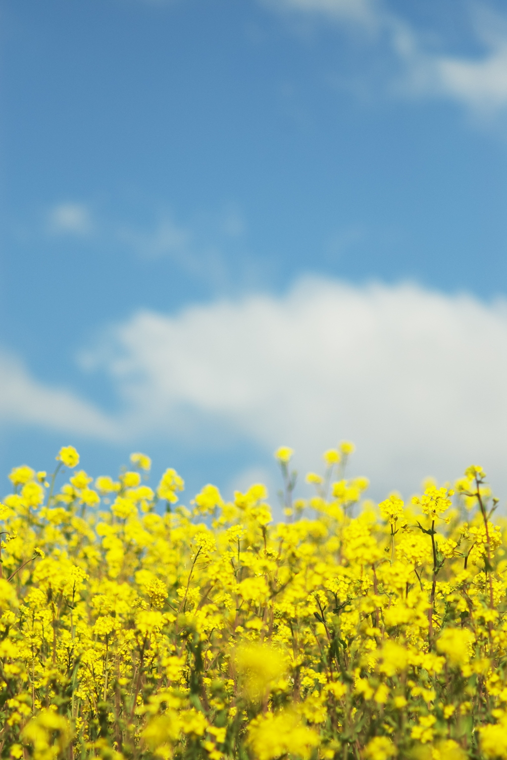 江戸川の菜の花
